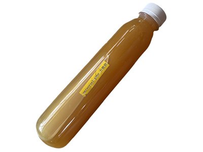HaiDino